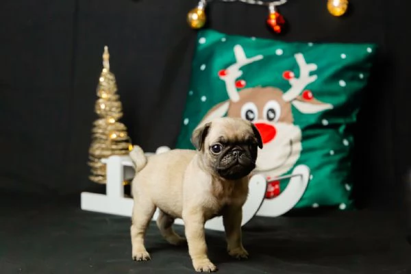 Adorabili cuccioli di carlino 