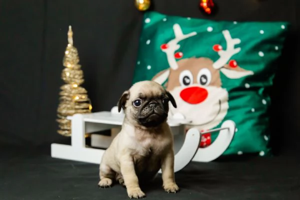 Adorabili cuccioli di carlino  | Foto 4