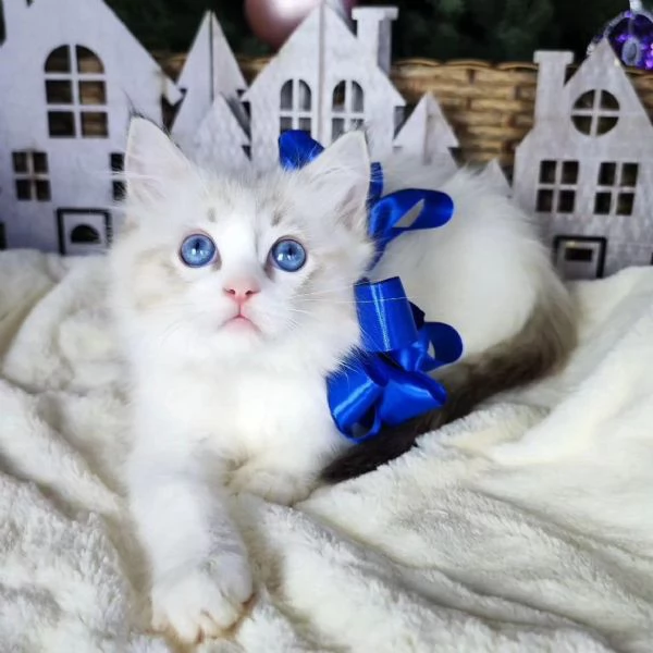 Cuccioli Ragdoll con pedigree