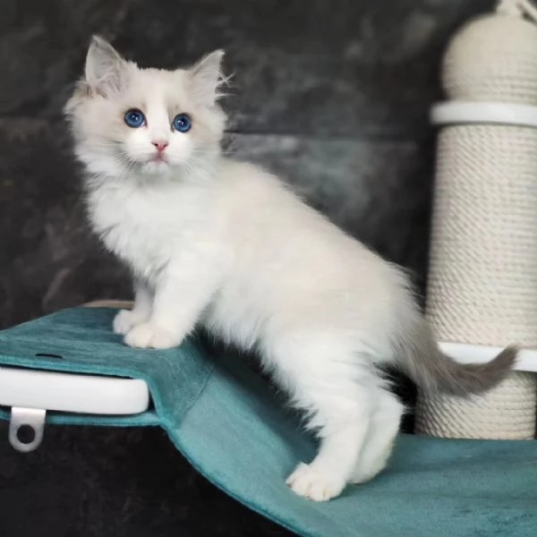 Cuccioli Ragdoll con pedigree!!