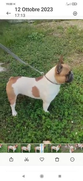 Bulldog francese 