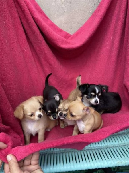 Cuccioli di chihuahua gratis a domicilio