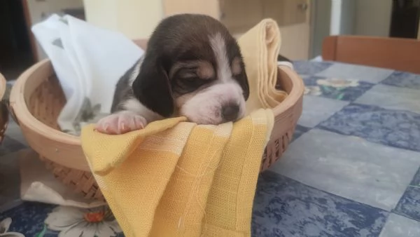 Cuccioli di Beagle con Pedigree ENCI