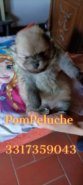 CUCCIOLINI SPITZ VOLPINO DI POMERANIA NANO | Foto 0