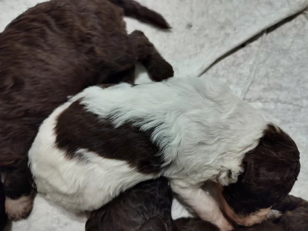 Cucciolo Lagotto Romagnolo | Foto 3