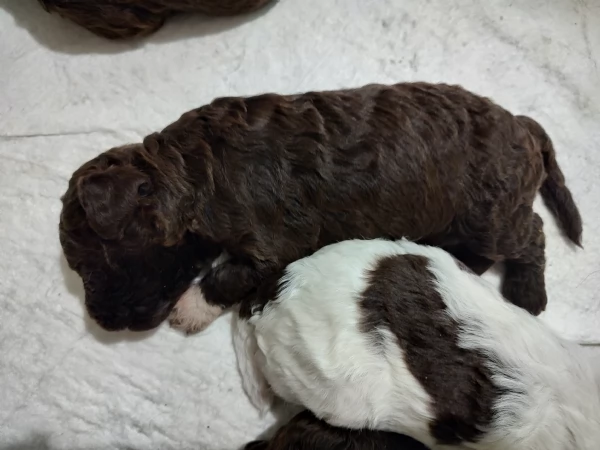 Cucciolo Lagotto Romagnolo | Foto 1