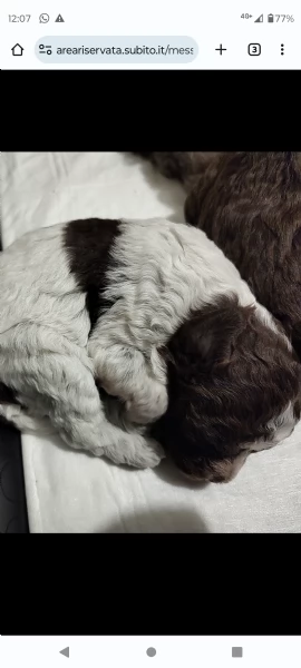 Cucciolo Lagotto Romagnolo