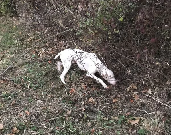 cane da tartufo bracco pointer