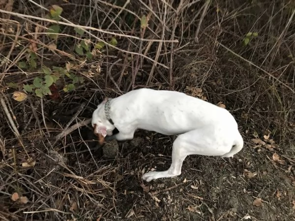 cane da tartufo bracco pointer | Foto 0