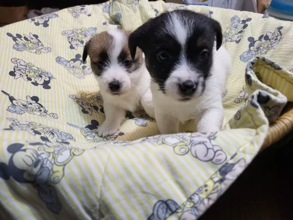 Cuccioli di Jack Russell | Foto 0