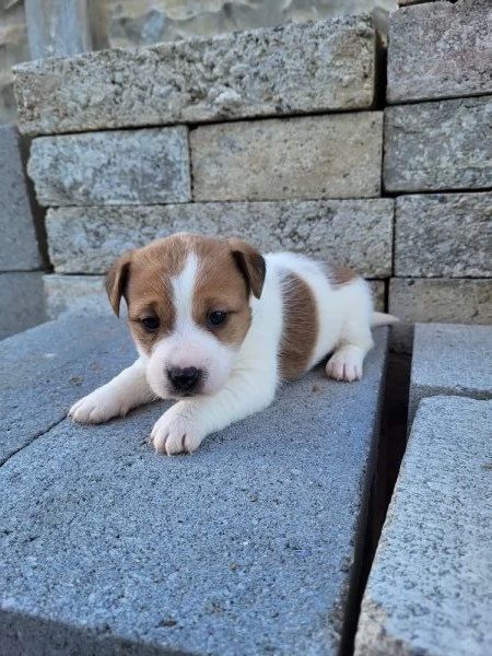 Cuccioli di Jack Russell