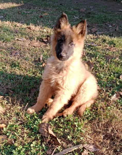 Cuccioli pastore belga tervueren 