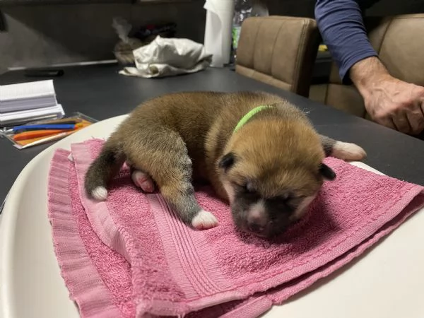 Cuccioli di AKITA INU con pedigree  | Foto 5