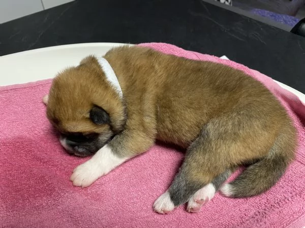 Cuccioli di AKITA INU con pedigree  | Foto 4