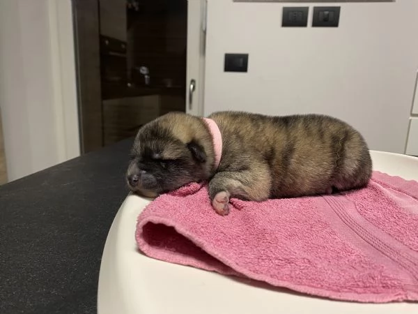 Cuccioli di AKITA INU con pedigree  | Foto 3