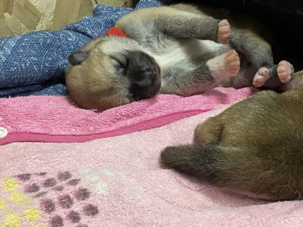 Cuccioli di AKITA INU con pedigree  | Foto 2