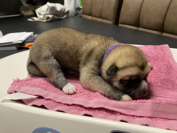 Cuccioli di AKITA INU con pedigree  | Foto 1