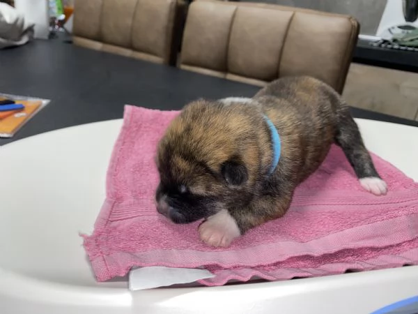 Cuccioli di AKITA INU con pedigree  | Foto 0