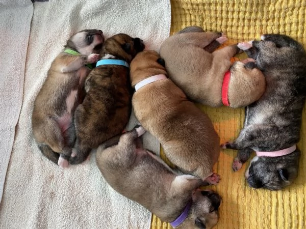 Cuccioli di AKITA INU con pedigree 