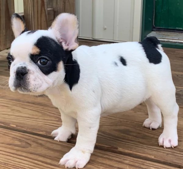 Adorabili cuccioli di Bulldog francese, | Foto 0