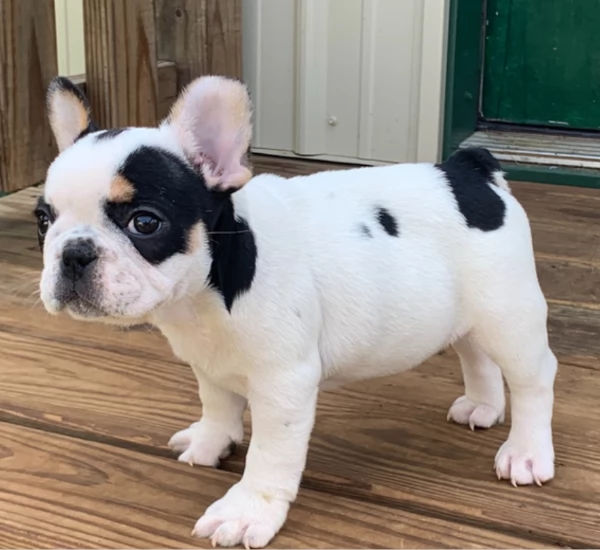 Adorabili cuccioli di Bulldog francese disponibili