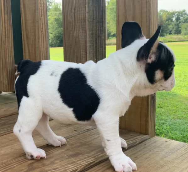 Adorabili cuccioli di Bulldog francese disponibili | Foto 6