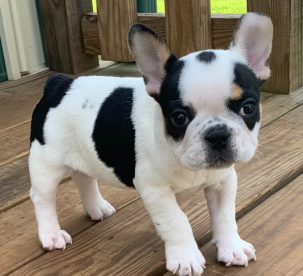 Adorabili cuccioli di Bulldog francese disponibili | Foto 4