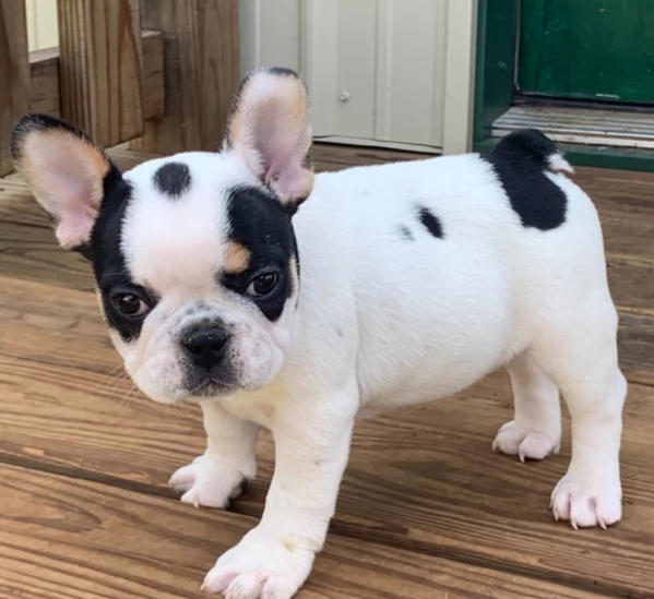 Adorabili cuccioli di Bulldog francese disponibili | Foto 3