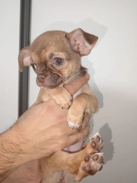 Cuccioli chihuahua 