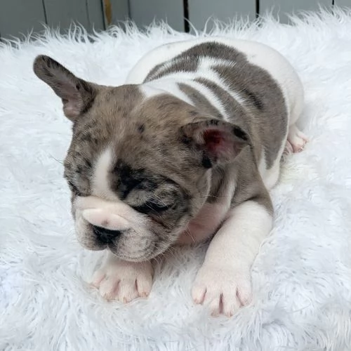 Bulldog francesi di razza pura in vendita  | Foto 0