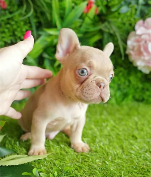 Bulldog francese maschio di Isabella Fawn | Foto 3