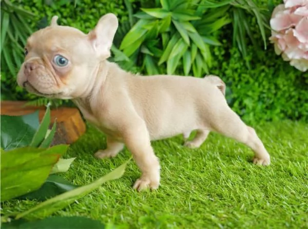 Bulldog francese maschio di Isabella Fawn | Foto 0