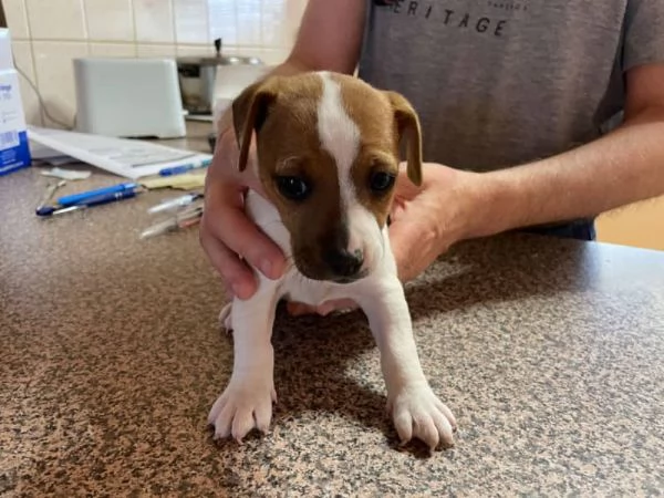 Cuccioli di Jack Russel