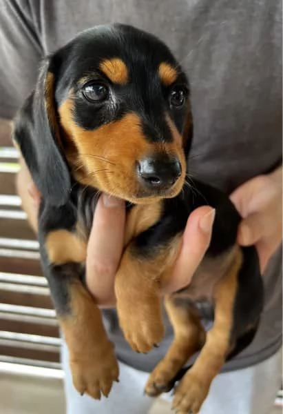 Cucciolo di mini bassotto di razza pura | Foto 1