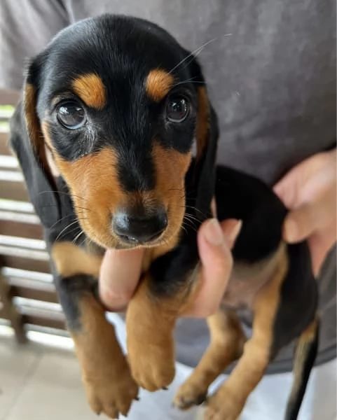 Cucciolo di mini bassotto di razza pura | Foto 0