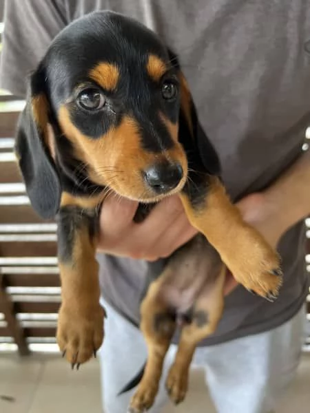 Cucciolo di mini bassotto di razza pura