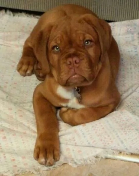 Regalo CUCCIOLI LABRADOR BELLISSIMI CUCCIOLI DI LABRADOR DI PRIMA SCELTA IN PRONTA CONSEGNA MICROCIP