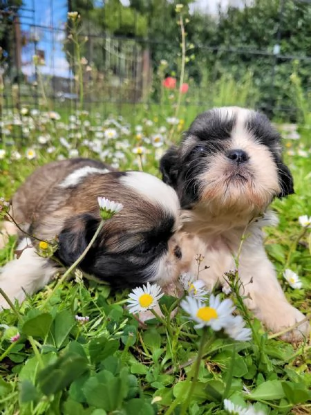 Shih-tzu cuccioli