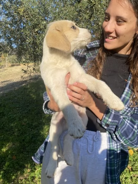 CEDESI CUCCIOLI  | Foto 1