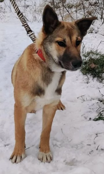 Splendidi cuccioli in regalo | Foto 3