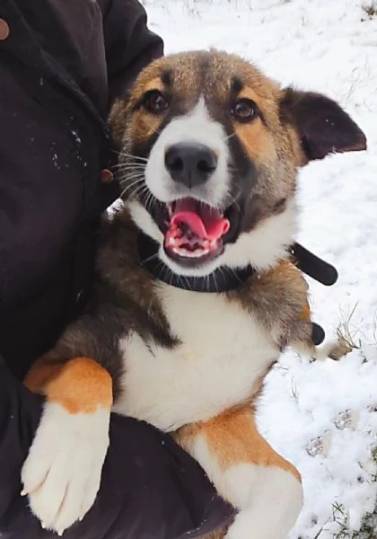 Splendidi cuccioli in regalo