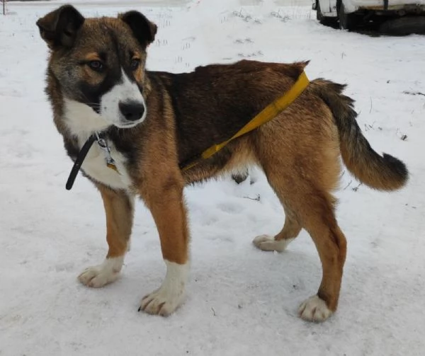 Splendidi cuccioli in regalo | Foto 0