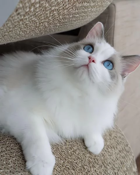 Ragdoll cuccioli!!!