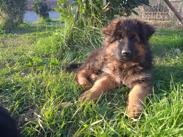 Cuccioli Pastore tedesco pelo lungo