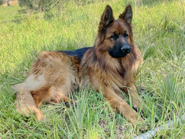 Cuccioli Pastore tedesco pelo lungo | Foto 2