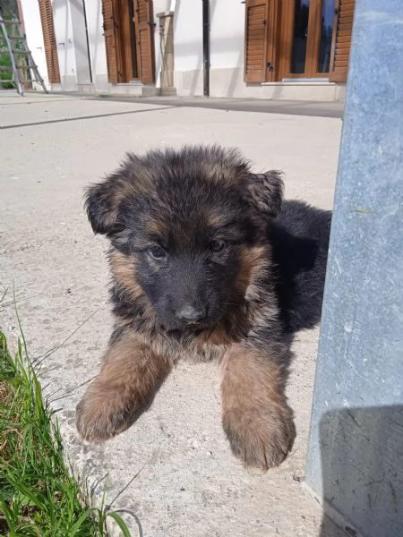 Cuccioli Pastore tedesco pelo lungo | Foto 1