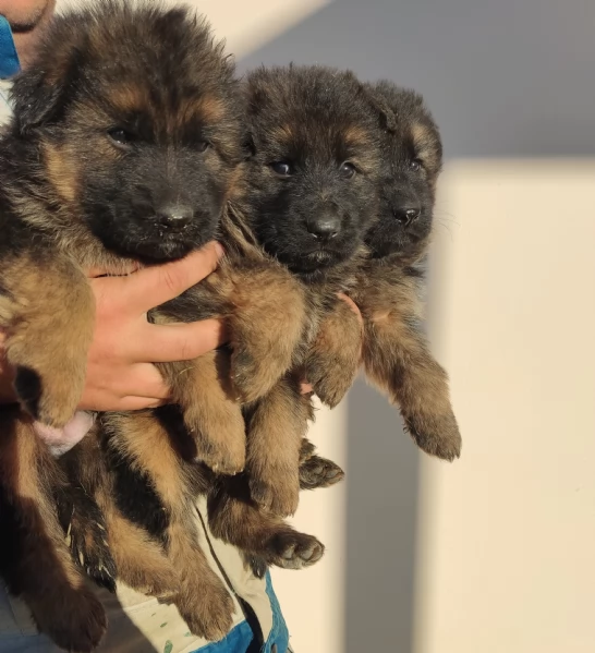 Cuccioli Pastore tedesco pelo lungo | Foto 0