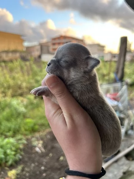 Chihuahua mini toy 