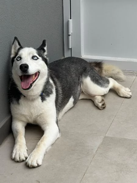 Siberian husky  | Foto 2