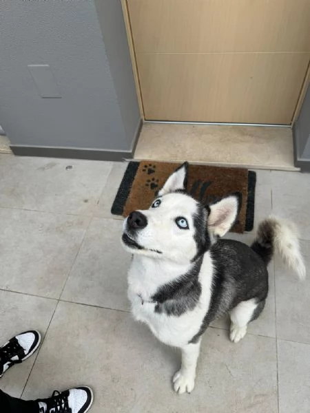 Siberian husky  | Foto 1